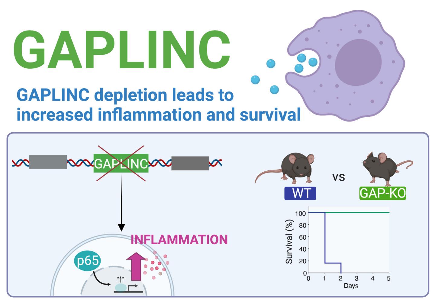 GAPLINC graphic