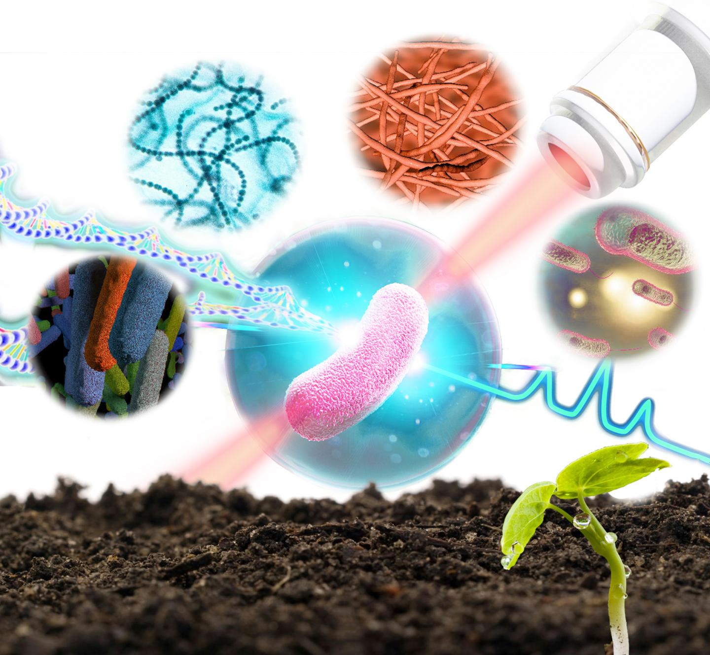 A technique to sort and sequence the genome of bacteria in soil one bacterial cell at a time