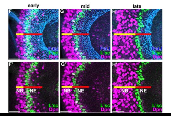 Figure 1 Propagation of the Proneural Wave in Vivo in the Visal System of a Developing Fruit Fly