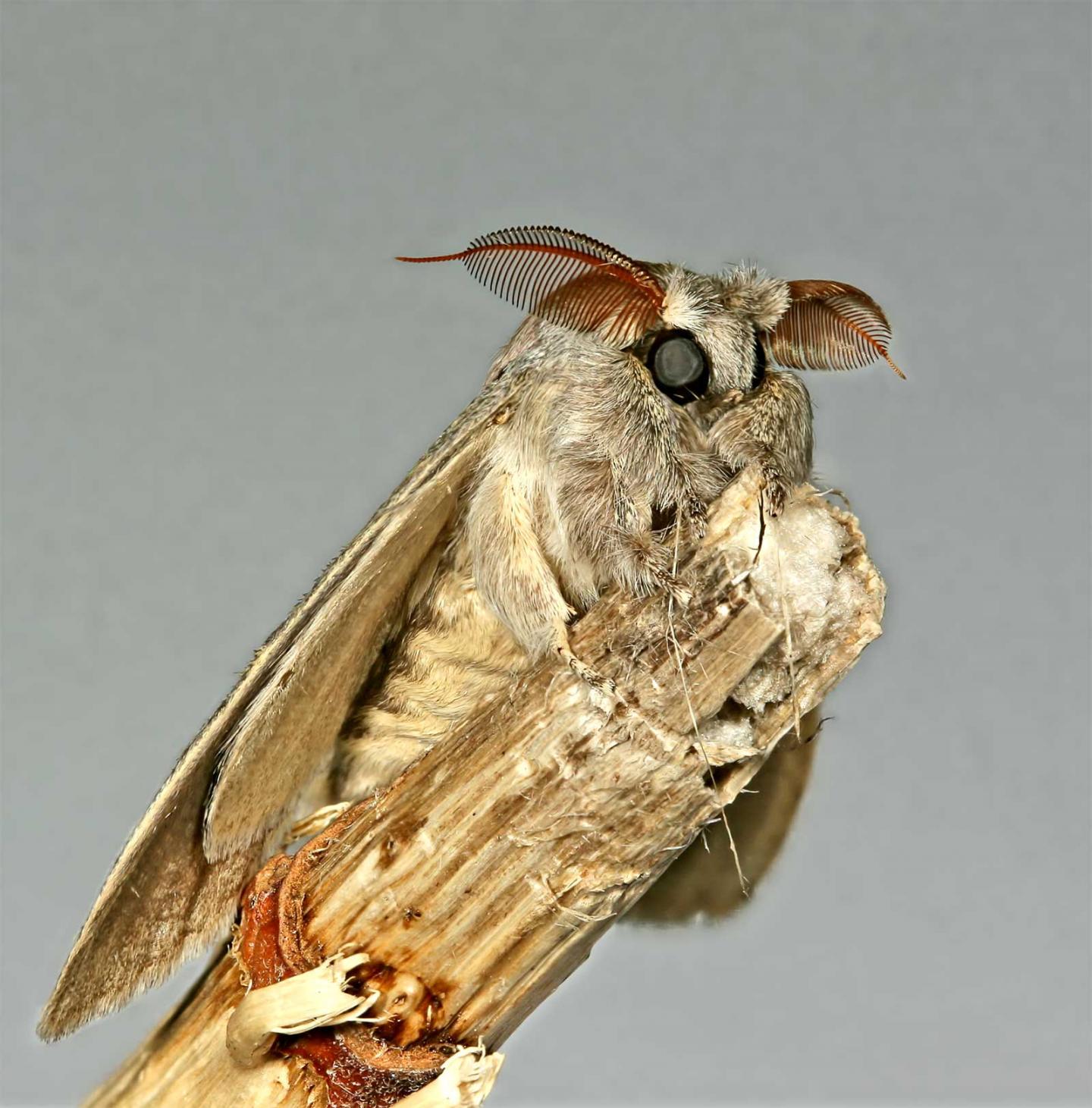 Gypsy Moth