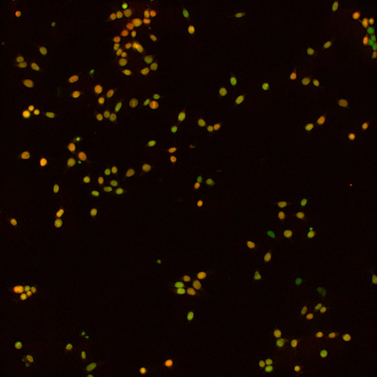 Live Imaging of SOX2 and OCT4 Concentrations in Mouse Embryonic Stem Cells