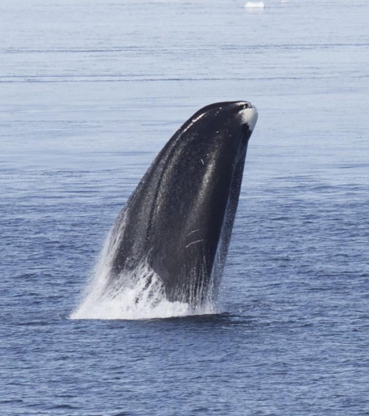 Bowhead Whale (1 of 2)