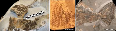 Spectacular Soft Tissue Fossils