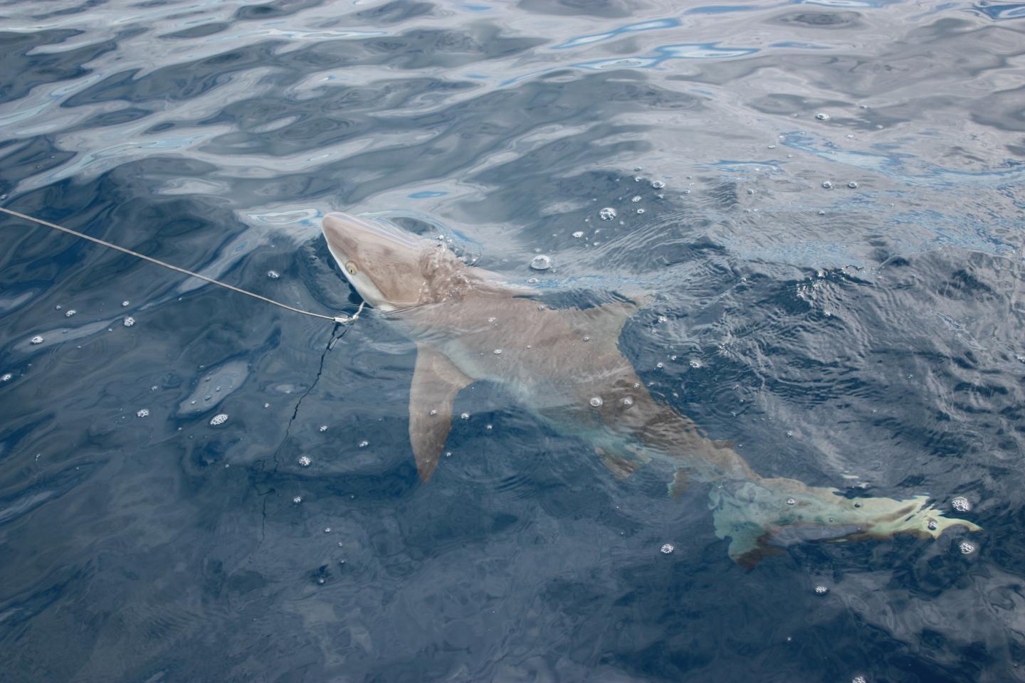 Even in the Remotest Reef System, Shark Numbers Have Precipitously Declined (4 of 6)