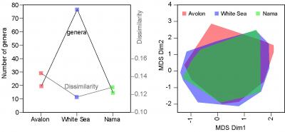 Diversity vs. Morphospace