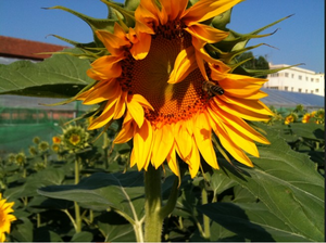 A bee pollinates a sunflower