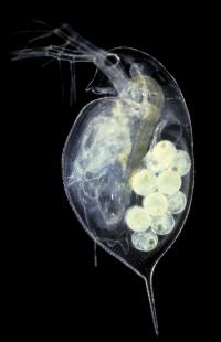 <I>Daphnia pulex</I> with Embryos