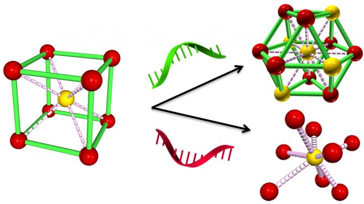 Reprogramming DNA Strands Select New Material phase