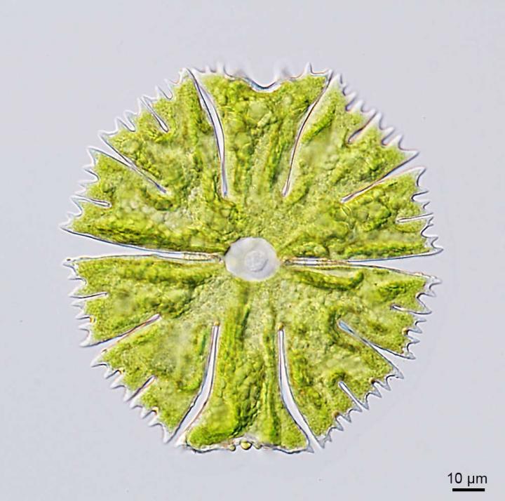 Unicellular Charophyte Green Algae