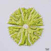 Unicellular Charophyte Green Algae