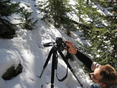 Pine Beetle Infestation