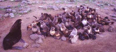 A Harem of Northern Fur Seals
