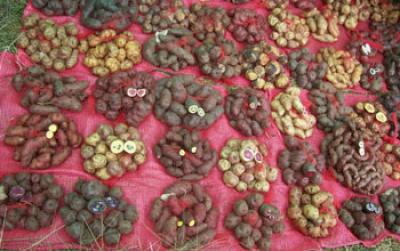 Various Types of Potatoes that are Grown in Peru