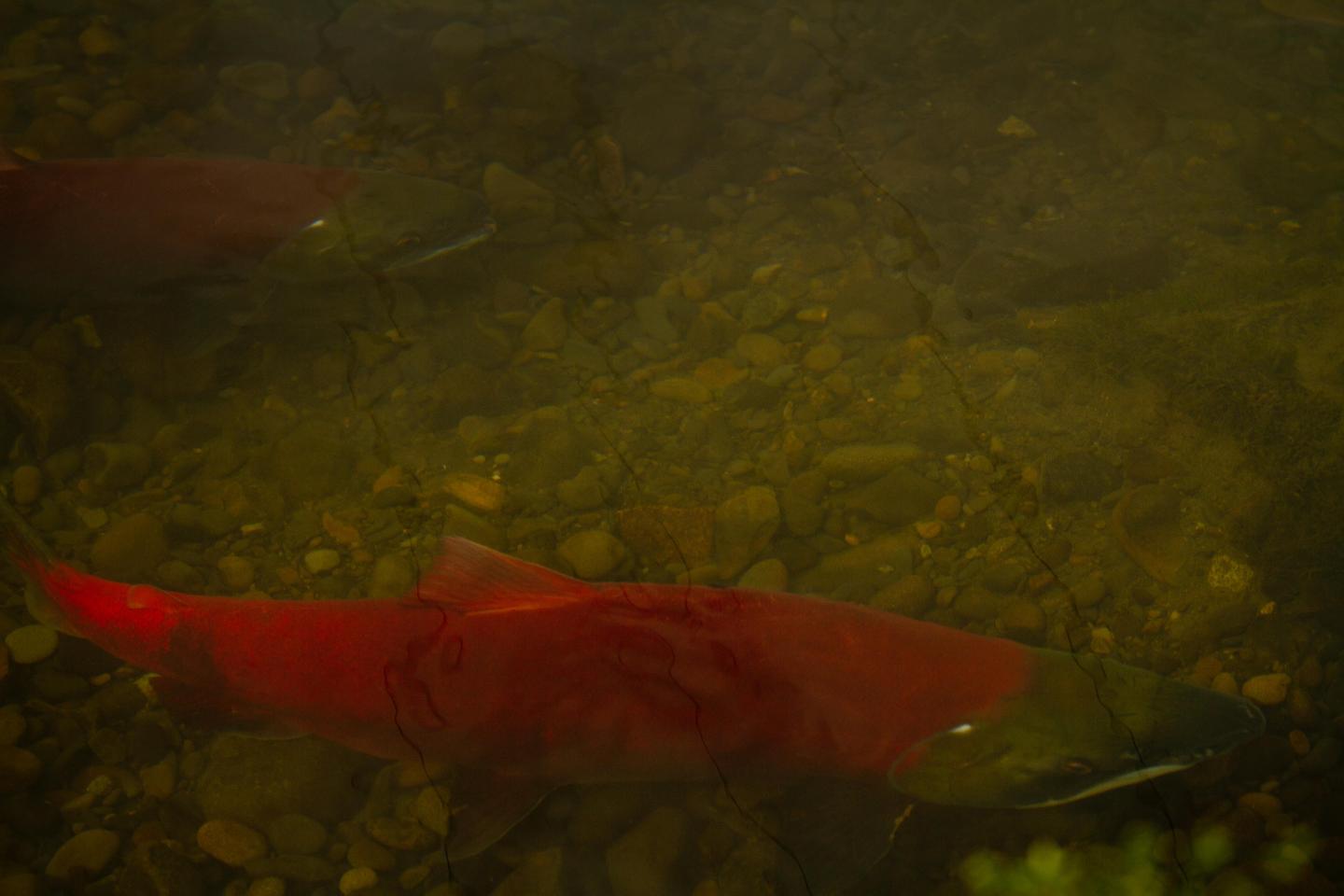 Wild sockeye salmon