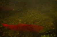 Wild sockeye salmon