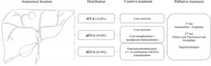 Anatomical location, distribution and treatment of intrahepatic, perihilar and distal cholangiocarcinoma in primary sclerosing cholangitis.