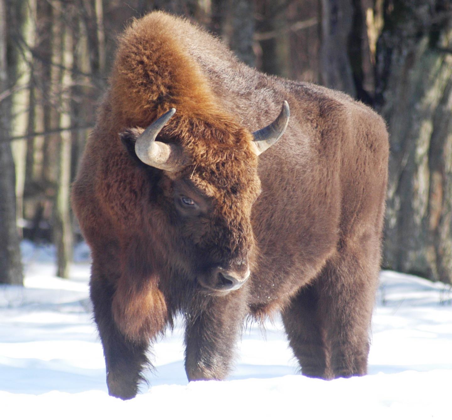 World's Large Herbivores Dwindling, Poaching a Major Threat (5 of 6)