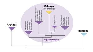 Asgard archaea tree simple