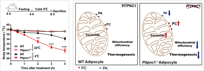 PITPNC1蛋白调控线粒体脂质稳态在急性冷刺激下对于维持小鼠体温的生理功能重要性