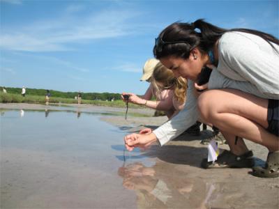 MBL Microbial Diversity Course Students Sampling in Falmouth, Mass., Salt Marsh