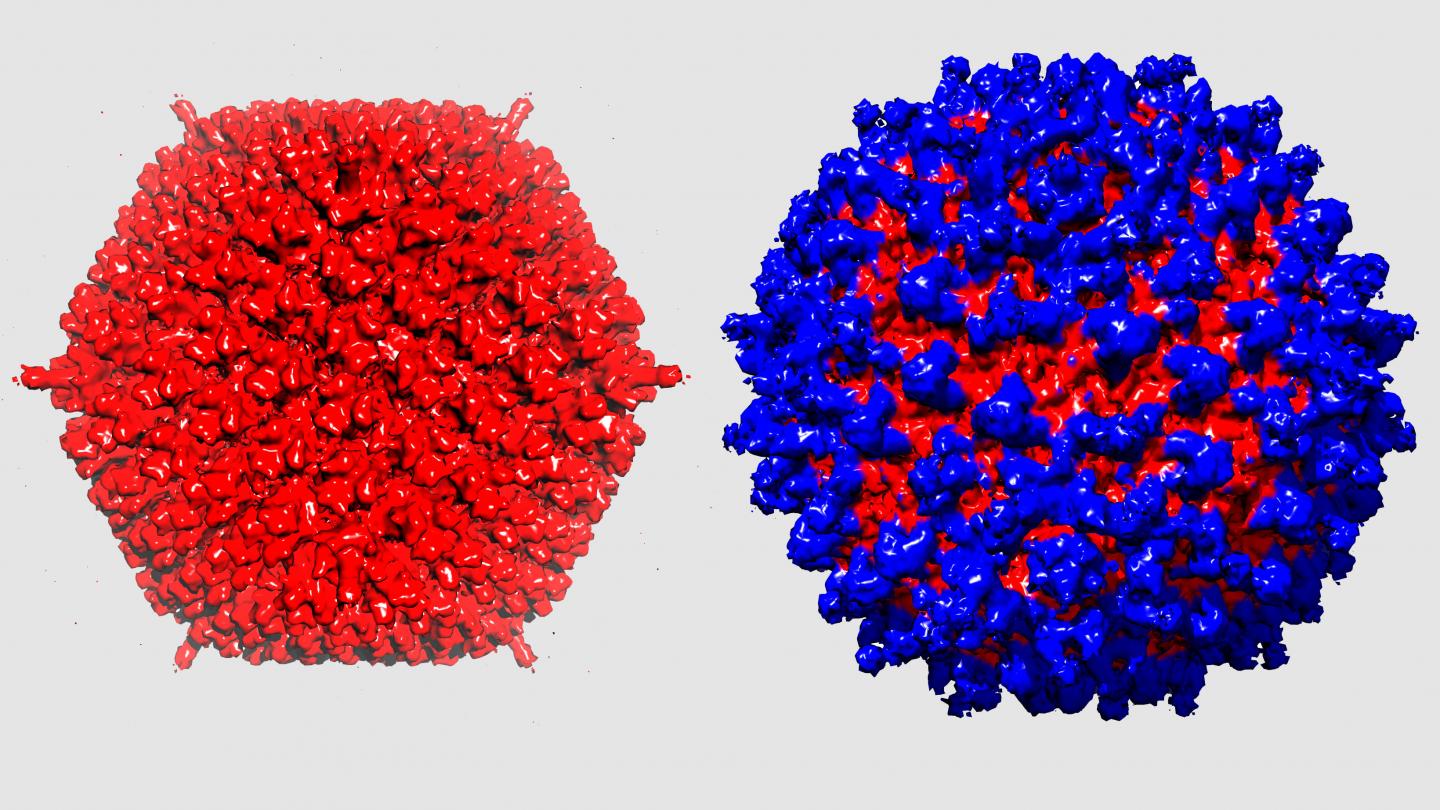 Andenovirus with Protein Shield