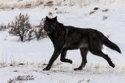 Gray Wolf in Yellowstone National Park