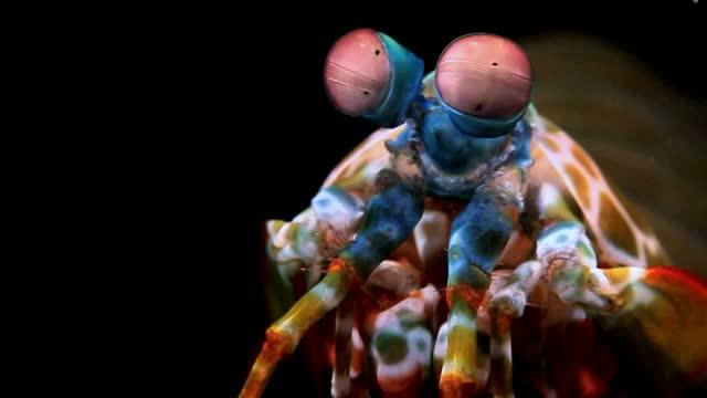 Nothing Sees Color Like the Mantis Shrimp (16 of 18)