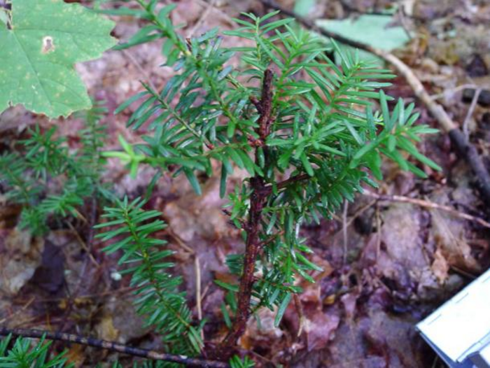 hemlock nipped by deer