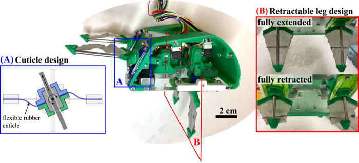 A look inside the mole crab-inspired robot EMBUR