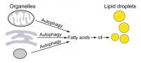 Organelle Autophagy Schematic