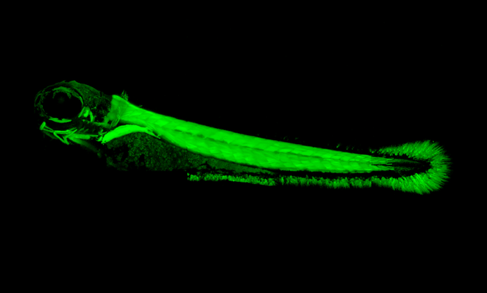 Muscle tissue glows green in developing zebrafish embryo