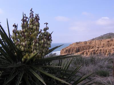 Yucca Torrey Pines
