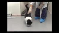 Diagnosis and Treatment Now Possible for Osteoarthritic Cats (3 of 3)