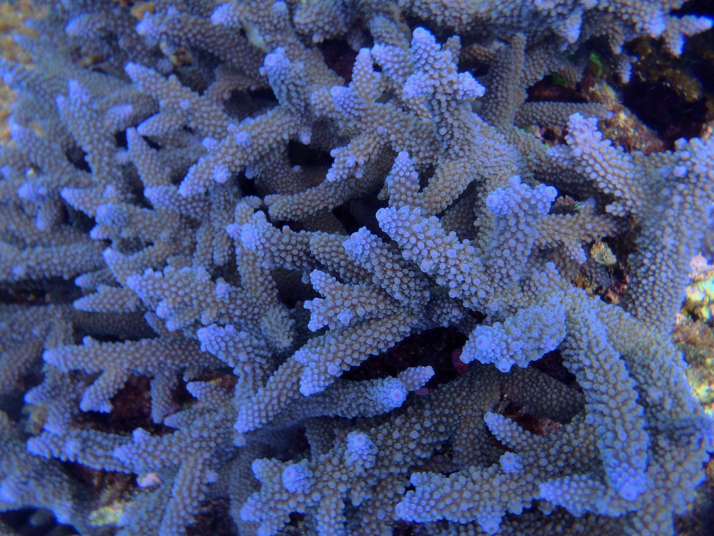 Coral Photographed by Researchers