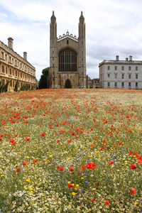 Wildflower meadow at King's College, Cambridge