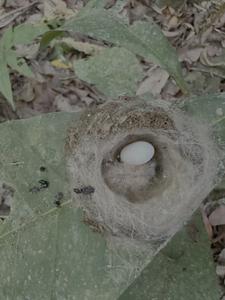 A white-necked jacobin hummingbird chick and an egg.