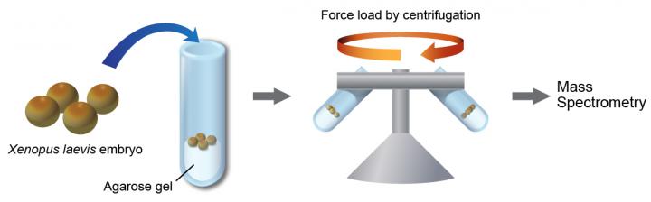Force Stimulation of Embryos by Centrifugation