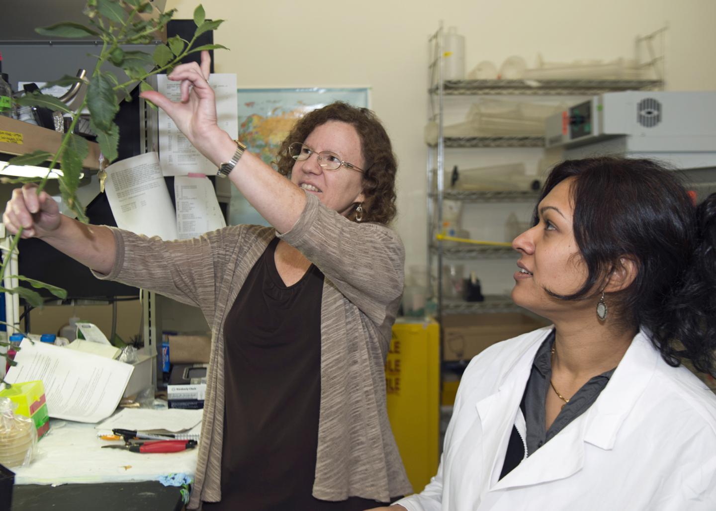 Willow Cutting in Lab