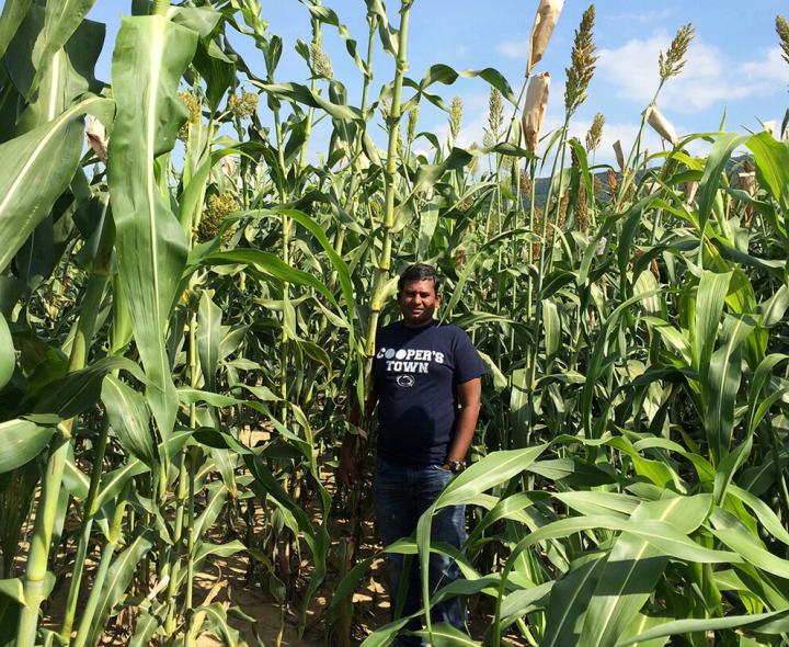 Sorghum Field