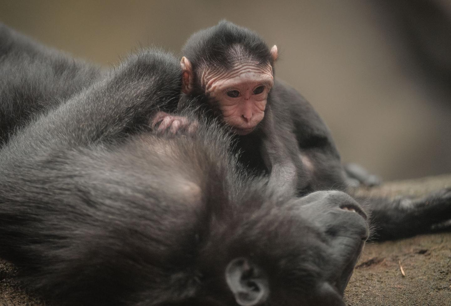 Baby Sulawesi Macaque