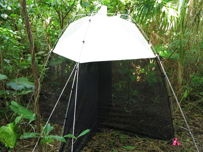 Ants were collected in special traps at 24 sites across Okinawa over two years.
