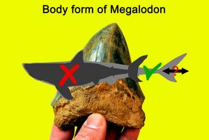 Megalodon discovery