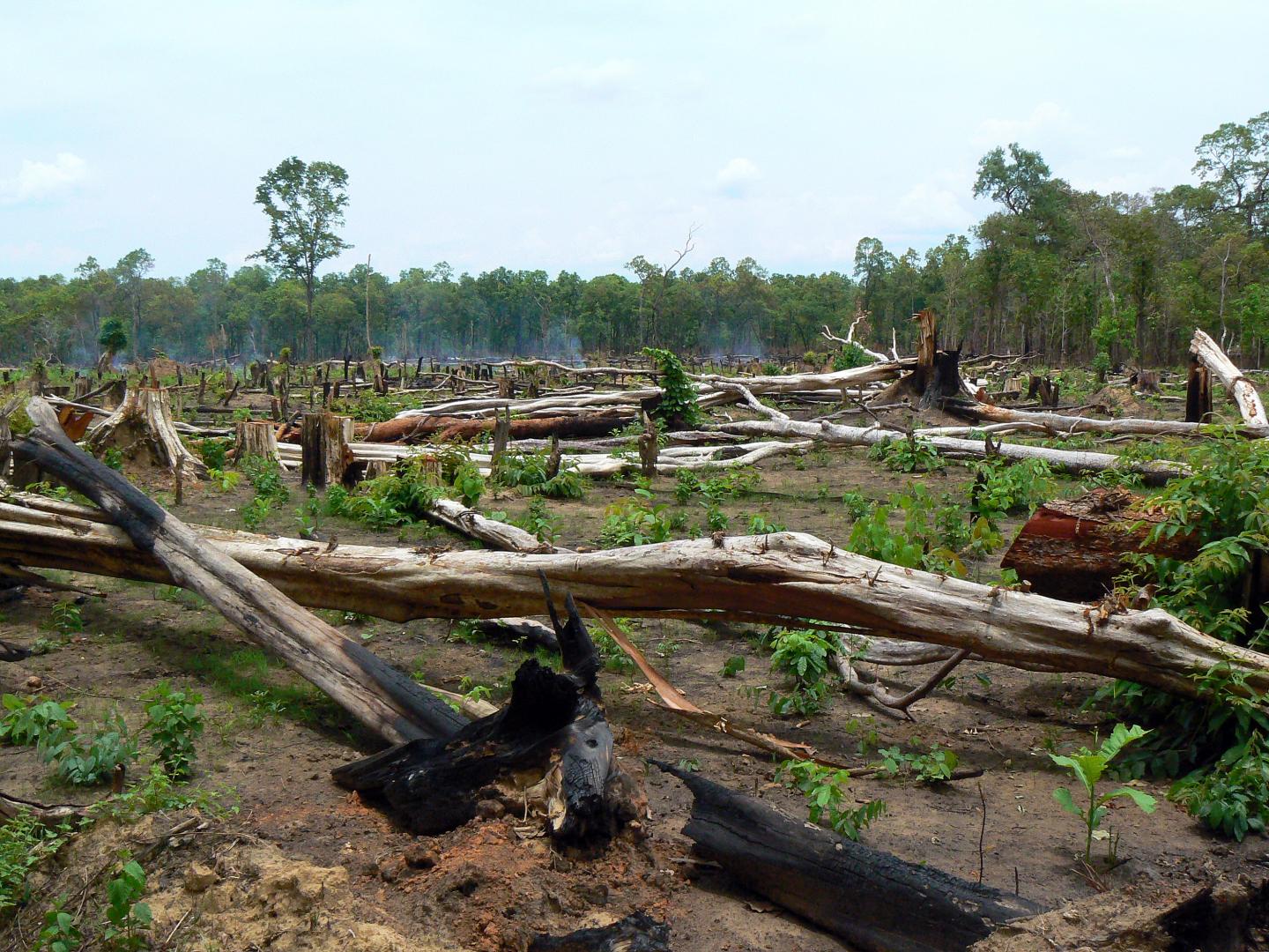 Protected and Intact Forests Lost at an Alarming Rate around the World (2 of 2)