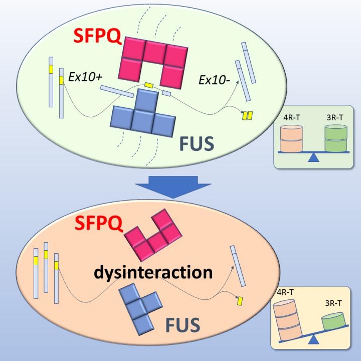 Altered Tau Isoform Ratio Caused by Loss of FUS and SFPQ Function Leads to FTLD-like Phenotypes