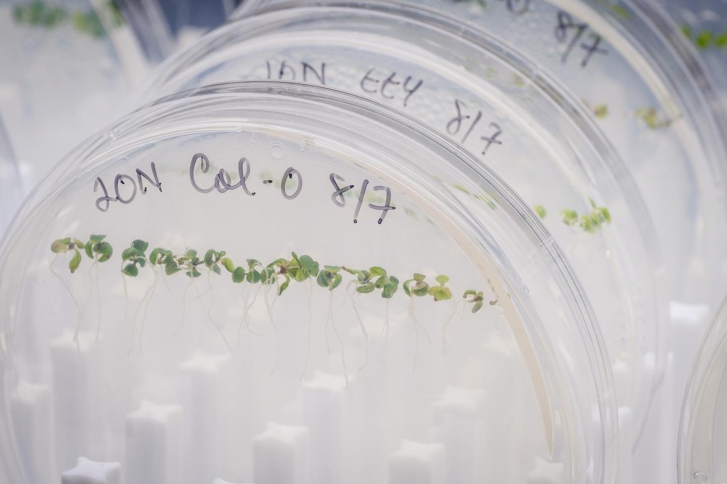 <i>Arabidopsis</i> Seedlings