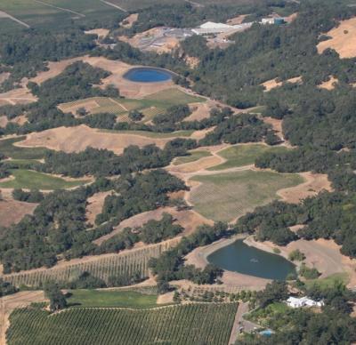 Vineyard Aerial