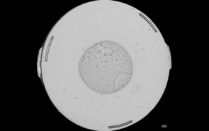 Populations of C. elegans in a petri dish