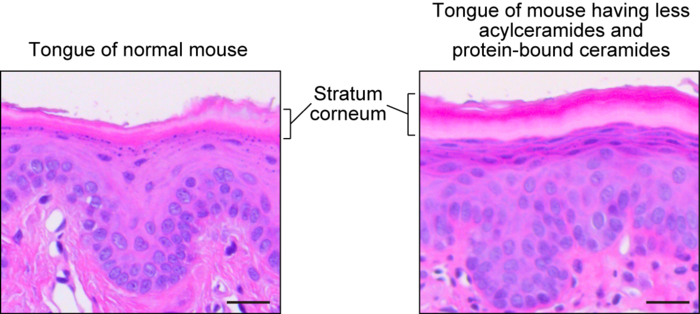 effect of reduced acylceramides and protein-bound acylcermides on the tongue of mice