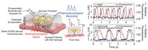 Electrophysiological recording by dropletronics.