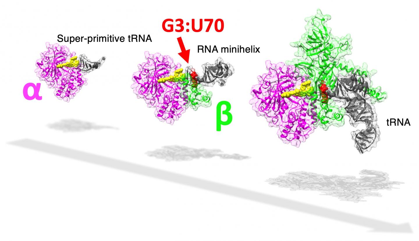 Protein synthesis